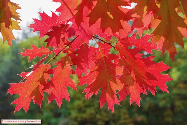 colorful leaves