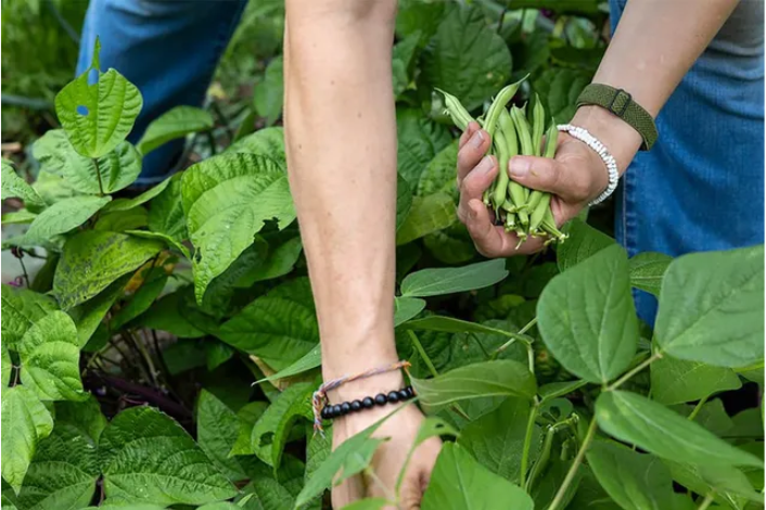 A person picking beans in a garden