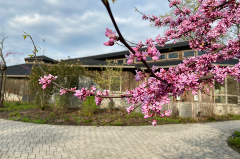 Redbud tree branch with pink flowers