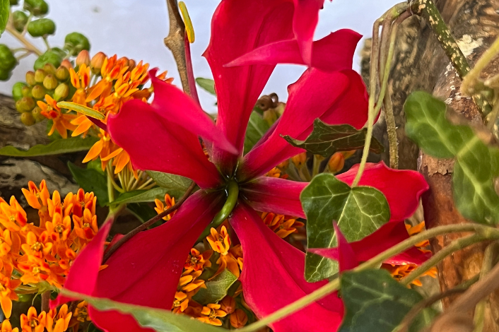 flowers, leaves showing vibrant colors