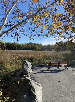 View of a tree overlooking the marsh at Wildwood Park