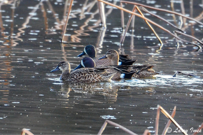 Several ducks swimming in a lake