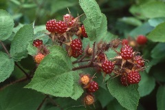 Edible Red berries on vines with green leaves