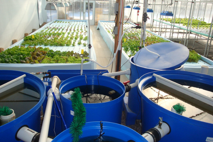 Laboratory Setting growing plants using hydroponic technology