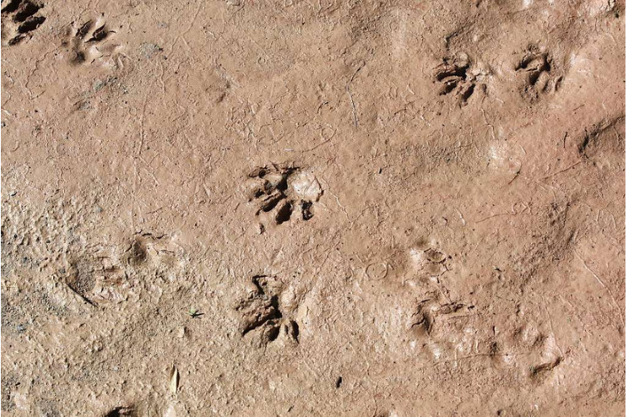 Wolf paw prints in the mud