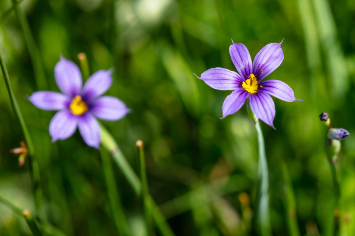Close up photo of wild violet flowers